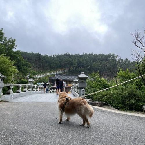 반려견동반, 강원도 여행기 : 켄싱턴리조트 설악밸리, 화암사