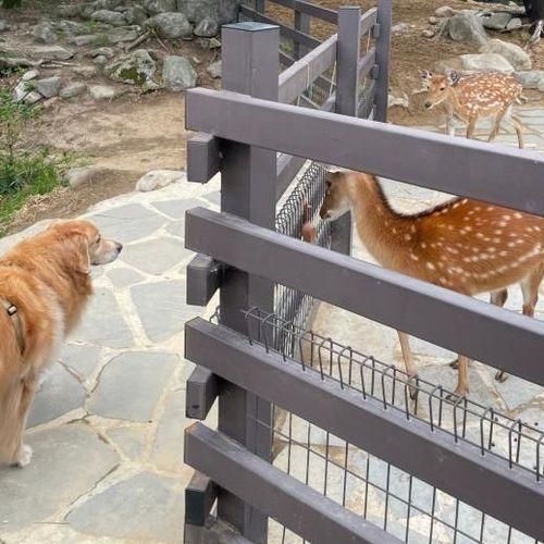 반려견동반, 강원도 여행기 : 켄싱턴리조트 설악밸리, 체크인편