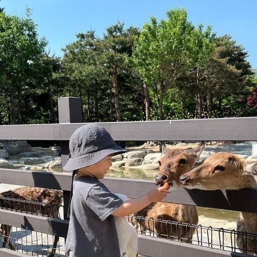 강원도 고성 아기랑 숙소 켄싱턴리조트 설악밸리 사슴 양...