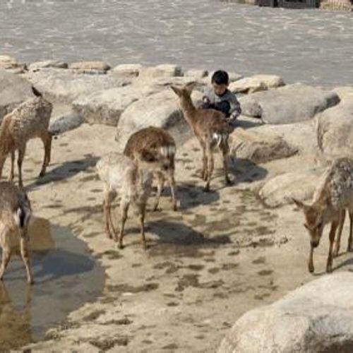 속초 켄싱턴리조트 설악밸리  로얄스위트 베른  - 사슴먹이주기...