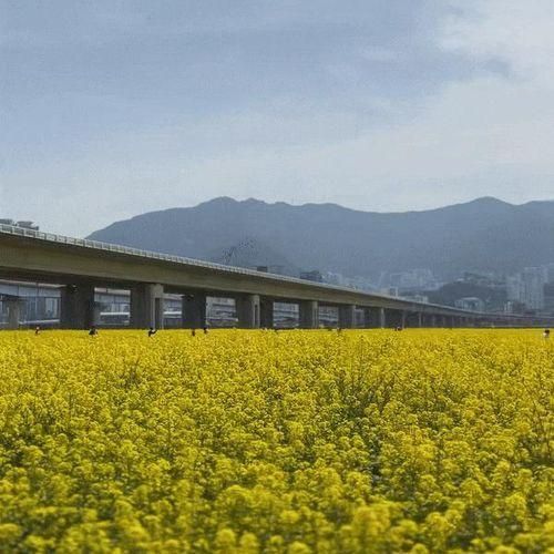 강서구, 노란 유채꽃이 가득한 대저생태공원 봄나들이(feat....