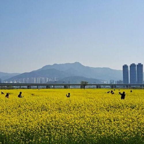 부산 강서 대저생태공원 유채꽃구경 (주차장,자전거,솜사탕)