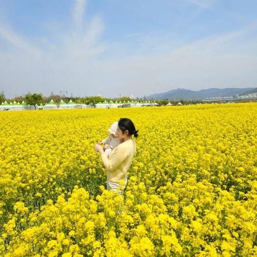 부산 가볼만한곳 대저생태공원 유채꽃 / 개화상태, 주차장...