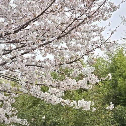 4개월 아기랑 꽃놀이 : 대저생태공원 벚꽃 유채꽃 구경