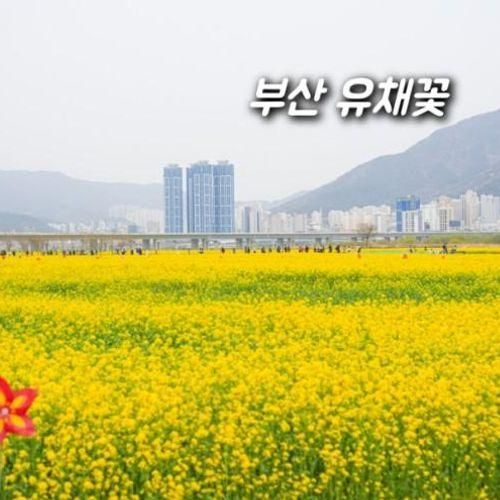 부산 대저생태공원 유채꽃 경관단지 4월 꽃구경