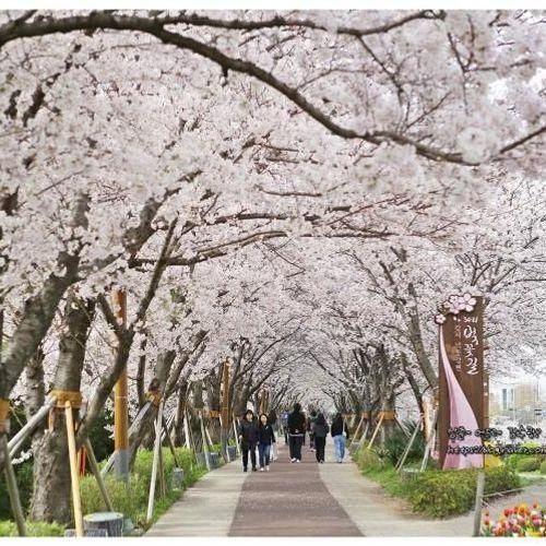 부산 벚꽃명소,유채꽃 꽃구경,데이트장소 대저생태공원