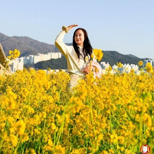 2024 대저생태공원 유채꽃 개화상황 가는곳 마다 노랑 한가득