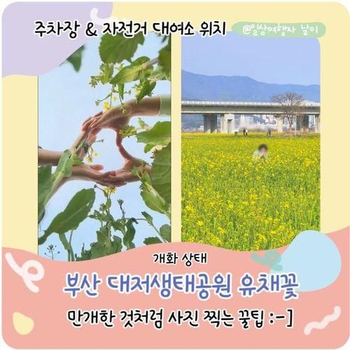 부산 대저생태공원 유채꽃 개화 상태 주차장 & 자전거대여소...