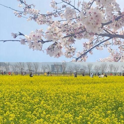 대저생태공원 벚꽃 유채꽃 모두 볼수 있는 곳 낙동강30리 벚꽃길