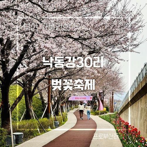 부산 낙동강 30리 벚꽃축제 기본정보 주차 대저생태공원 벚꽃...