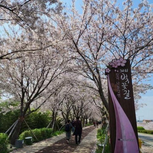 부산벚꽃명소 대저생태공원 벚꽃길과 끝없이 펼쳐진 유채꽃밭
