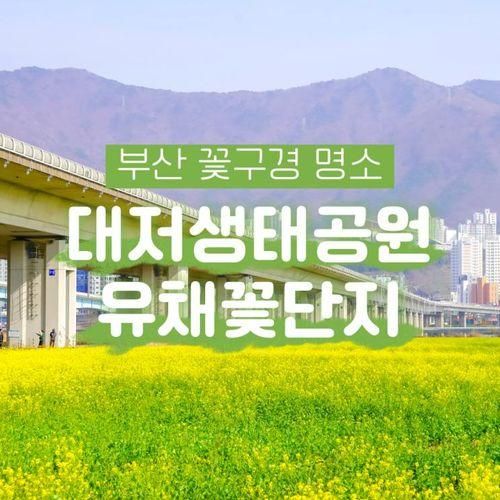 대저생태공원 유채꽃 벚꽃 개화상황 강서 낙동강 30리 벚꽃축제