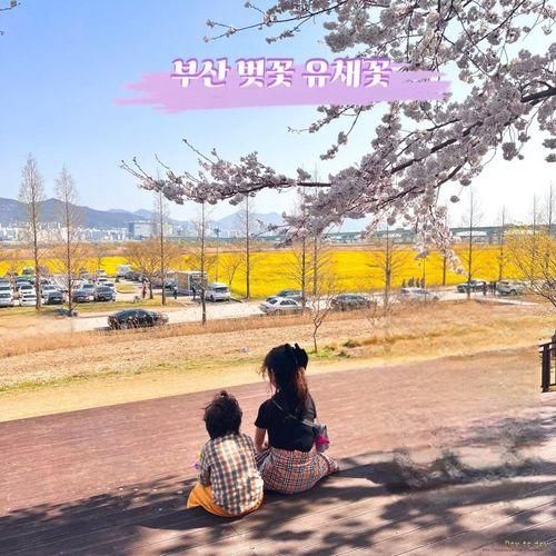 부산 유채꽃 벚꽃 명소 대저생태공원 2024년 3월 31일 ~ 4월...