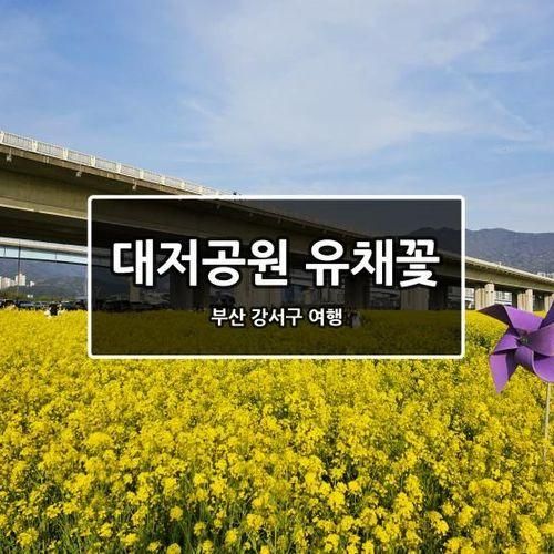 [부산/강서구] 대저 생태공원의 봄 유채꽃