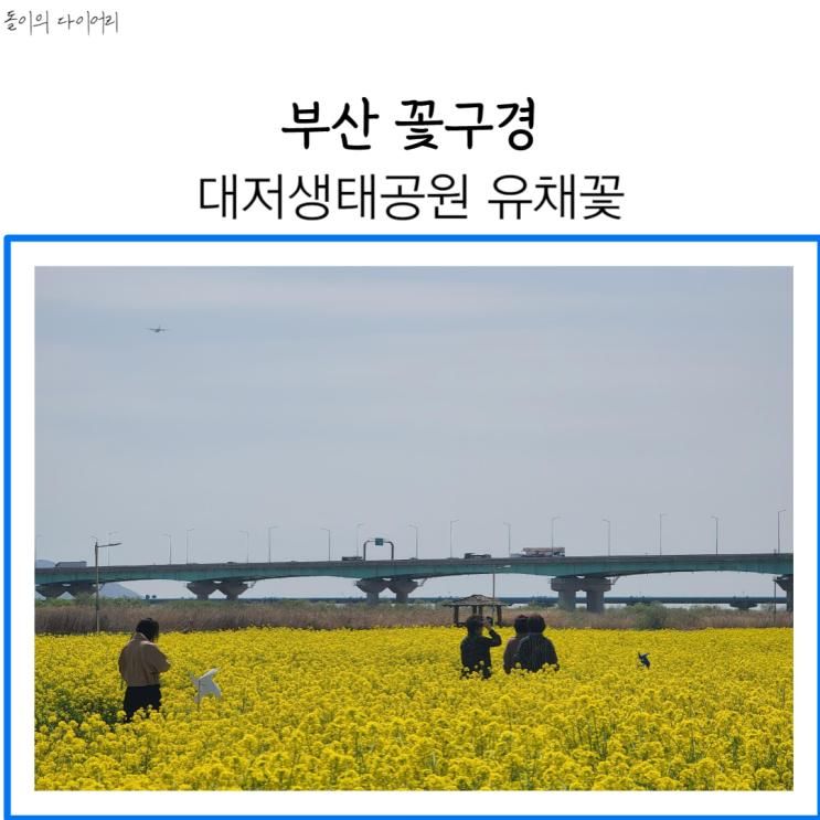 대저생태공원 유채꽃 부산 꽃구경 명소 추천