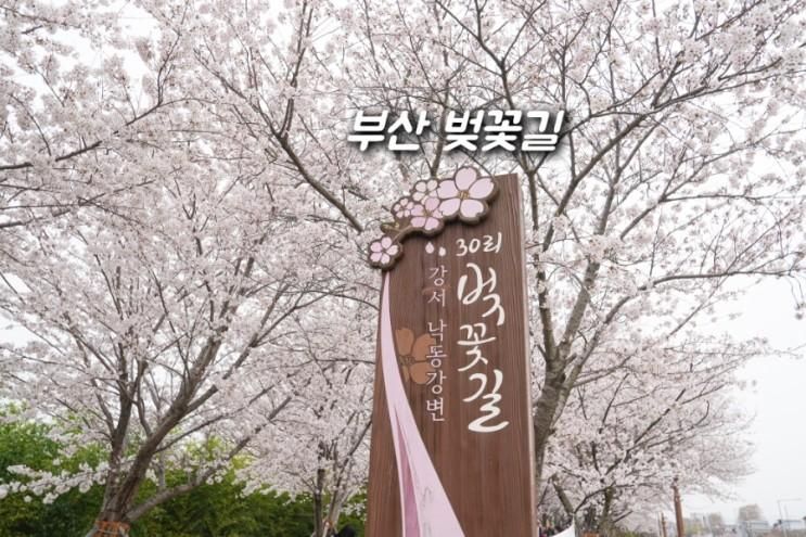 부산 벚꽃길 대저생태공원 낙동강30리 벚꽃 명소
