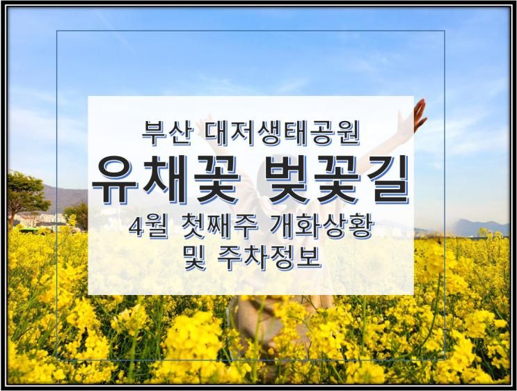 24년 대저생태공원 유채꽃밭&벚꽃길 (4월 첫주/주차정보)