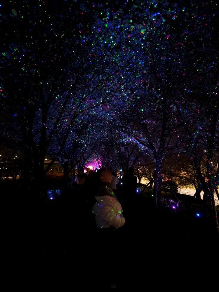 대저생태공원 밤 야간 벚꽃 산책