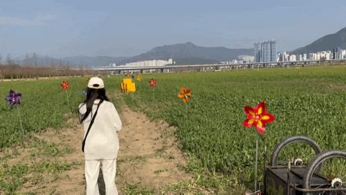 최근 대저생태공원 주차장 대저토마토축제 유채꽃축제