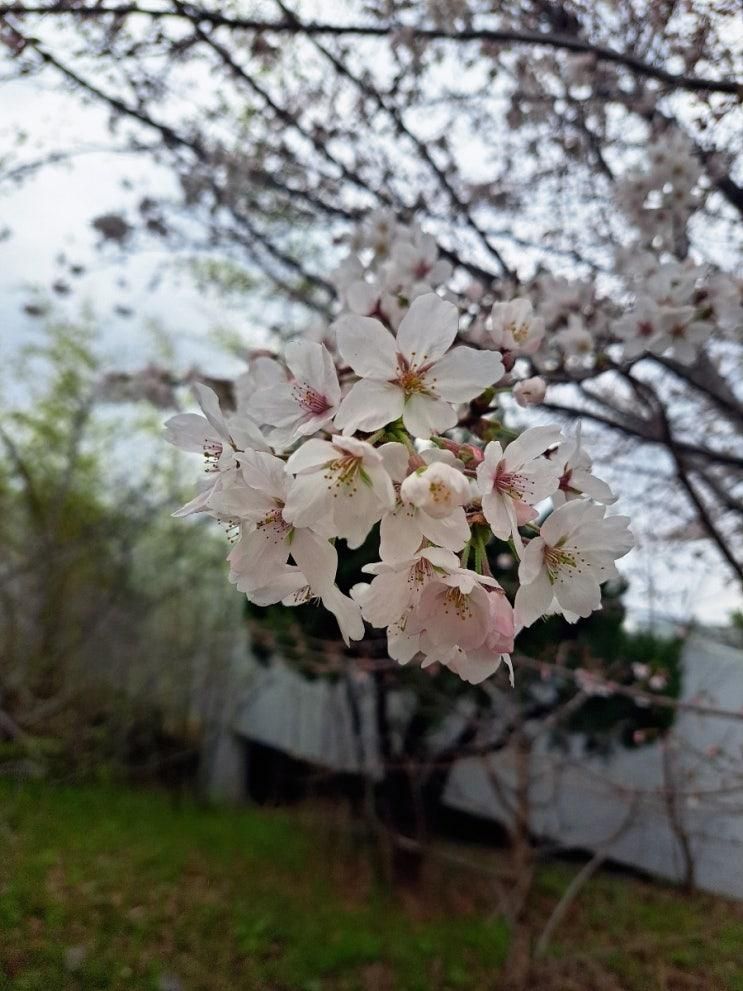 강서 대저 맥도 생태공원에도 봄이 오고 벚꽃은 피네..