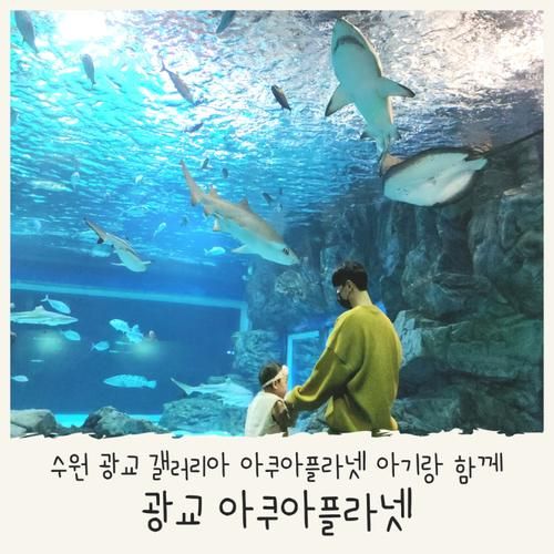 광교 아쿠아플라넷 수원 아기랑 갈만한 곳으로 추천해요