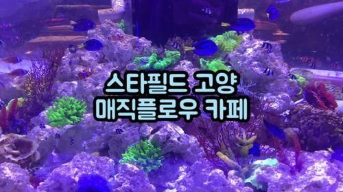 매직플로우 - 스타필드 고양 아이와 가볼만한 신상카페 아쿠아리움