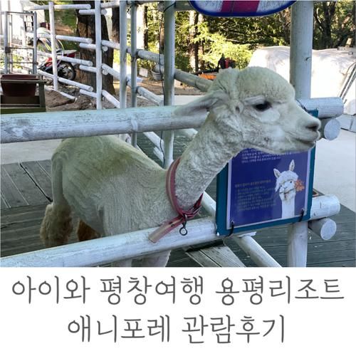 아이와 평창여행 용평리조트 애니포레 관람후기
