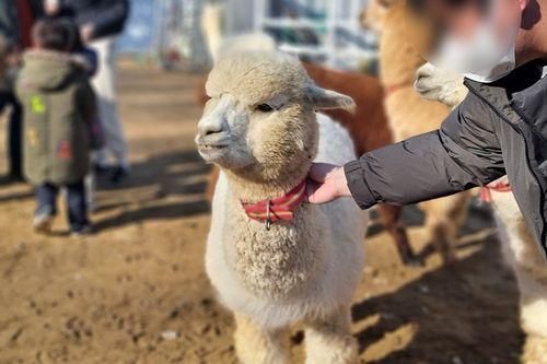 평창여행 용평리조트 애니포레에서 모노레일타고 알파카도 보고