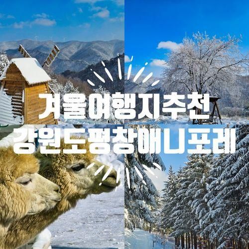 국내 겨울 여행지 강원도 평창 가볼만한곳 애니포레 추천