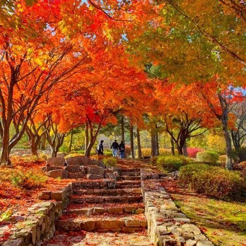[홍천/가볼만한곳]알록달록 가을여행 "무궁화수목원"