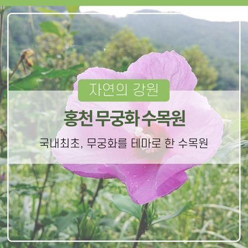 국내 최초! 무궁화를 테마로 한 홍천 무궁화 수목원