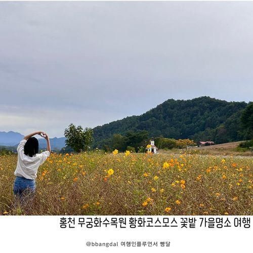 홍천 무궁화수목원 황화코스모스 꽃밭 가을명소