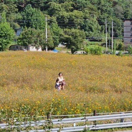 가을 꽃구경 코스모스 밭 : 홍천 무궁화수목원 (숲속 도서관...