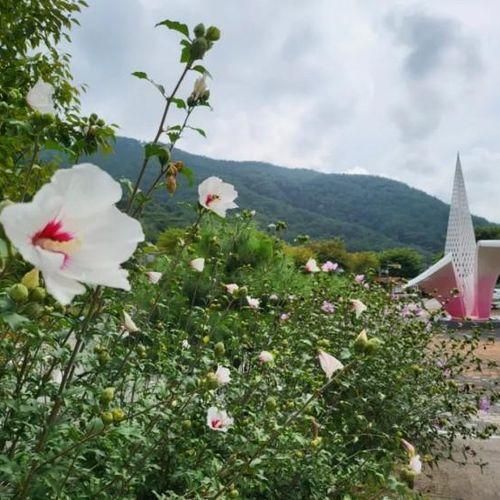 홍천 무궁화 수목원 - 우리나라 국화 역사적 의미 w 남궁억...