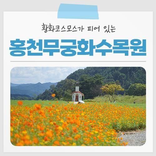 [홍천 가볼만한곳] 황화코스모스가 피어 있는 홍천무궁화수목원