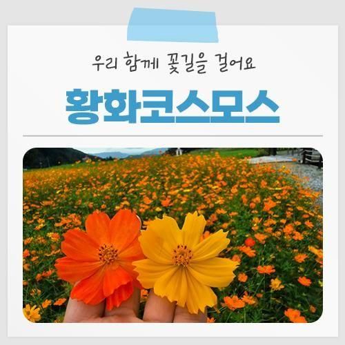 꽃길을 걸어요(ft. 홍천 무궁화 수목원에 피어나는 황화코스모스)