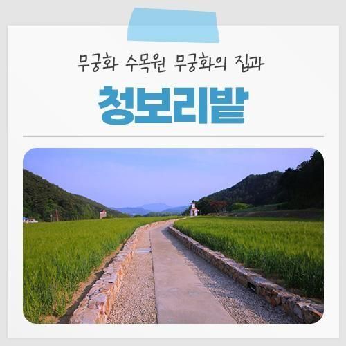 [홍천 가볼만한곳] 무궁화수목원 무궁화의집 과 청보리밭