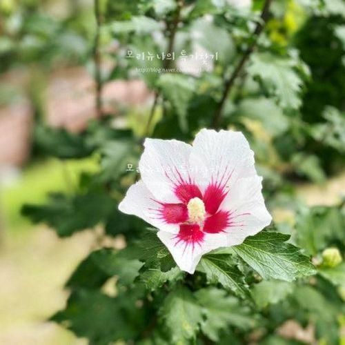 [홍천 가 볼 만한 곳 추천]무궁화수목원, 아이와 산책하며...