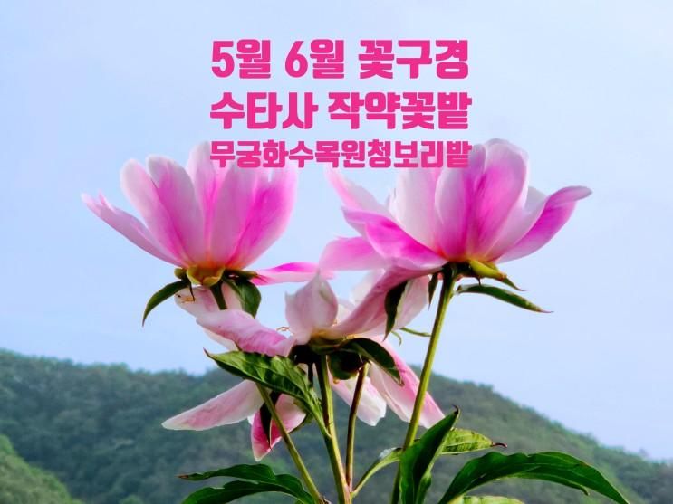 5,6월 꽃구경 홍천가볼만한곳 수타사 작약 꽃밭 무궁화 수목원...