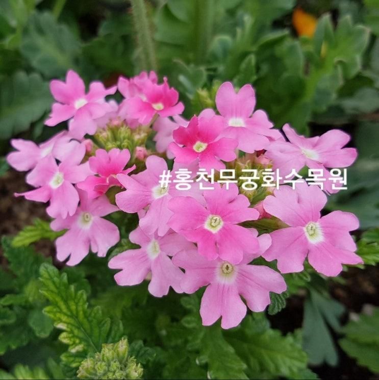 홍천 무궁화 수목원 산책하기 좋은곳