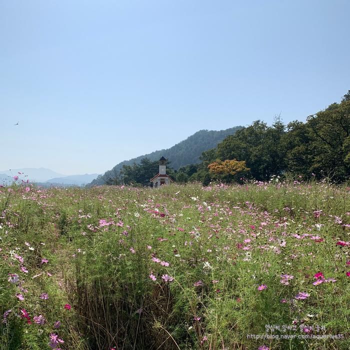 가을의 코스모스 <홍천 무궁화수목원>