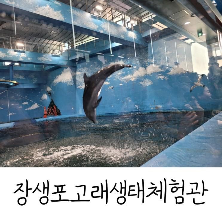 울산 장생포 고래생태체험관 돌고래쇼 아이와 즐기기