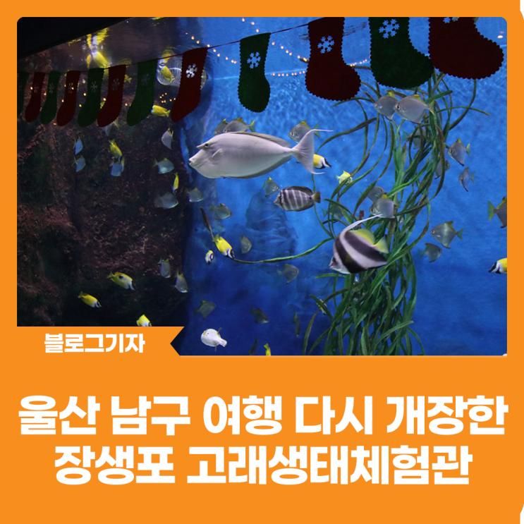 [블로그 기자] 울산 남구 여행 다시 개장한 장생포 고래생태체험관