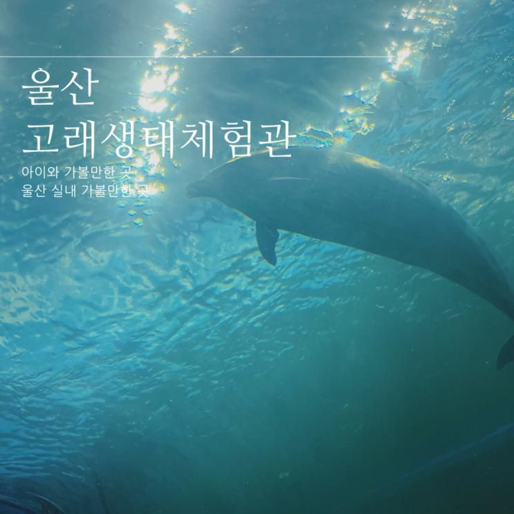 울산 실내 가볼만한 곳 장생포 고래생태체험관 돌고래쇼 시간...