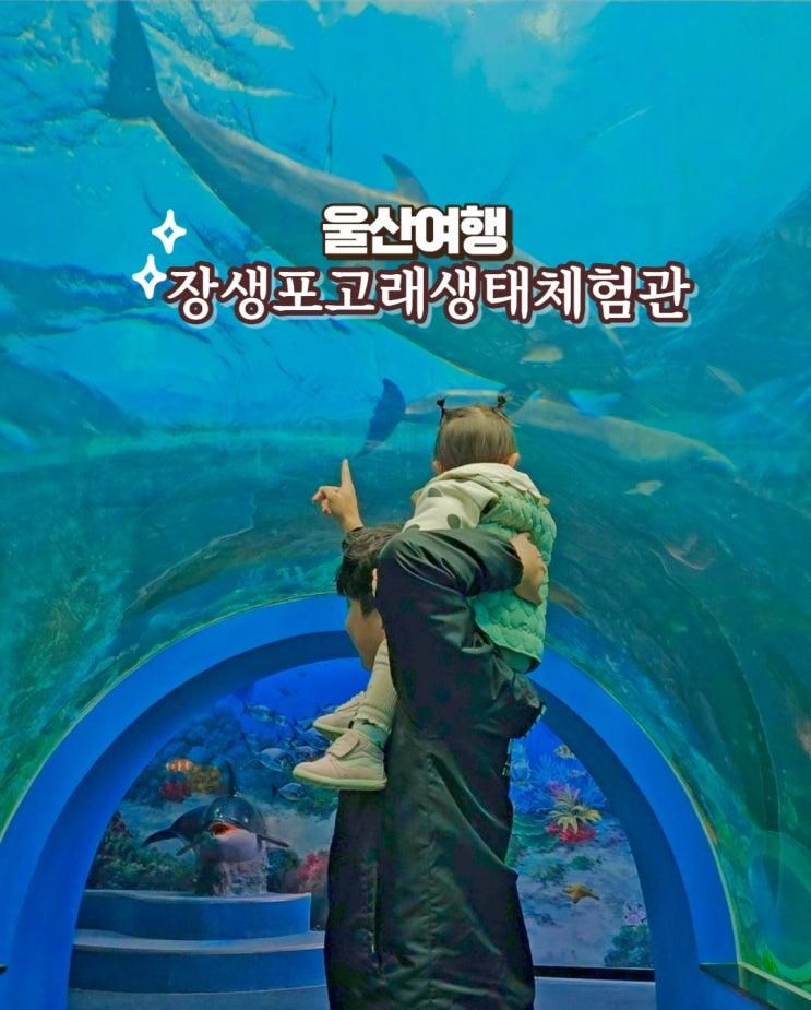 장생포 고래생태체험관  아이와 실내 가볼만한곳 돌고래...