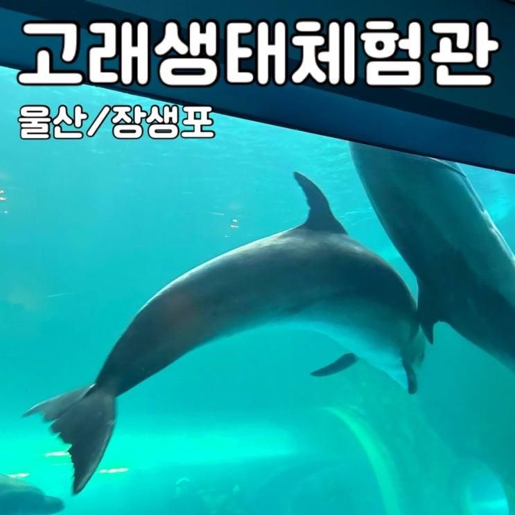 [울산/남구] 가볼만한곳 장생포 - <고래생태체험관>