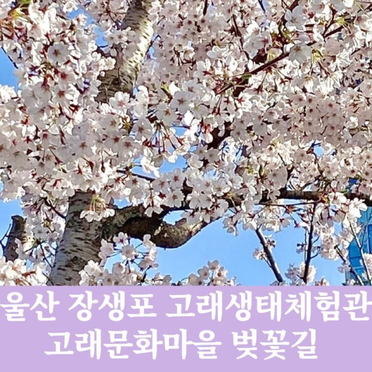 울산 아이와 장생포 고래 생태 체험관, 장생포 고래 문화 마을...