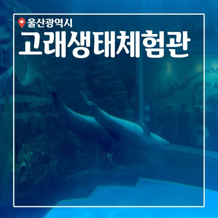 울산가볼만한곳_ 아이랑 가볼만한곳 남구 장생포 고래생태체험관