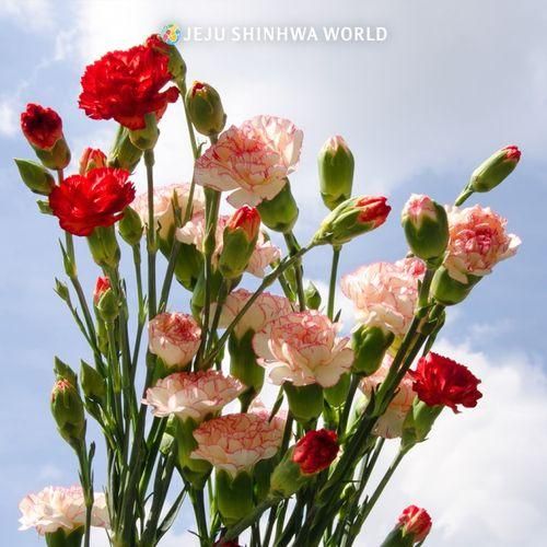 부모님 선물 제주신화월드에서 골라보기 (feat. 신화플러스...