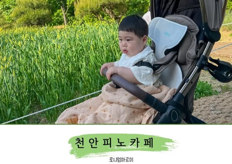 풍세 피노카페 야외정원 아이랑 갈볼만한 곳 천안 청보리밭